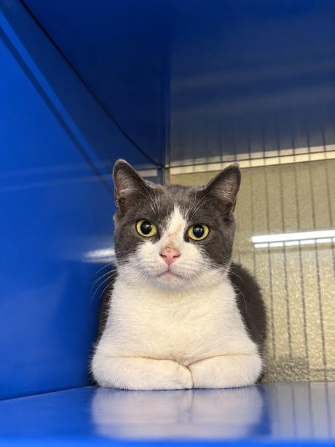Enlarge Mirabelle, a Adoptable Domestic Short Hair in Caledon, ON image 1/1