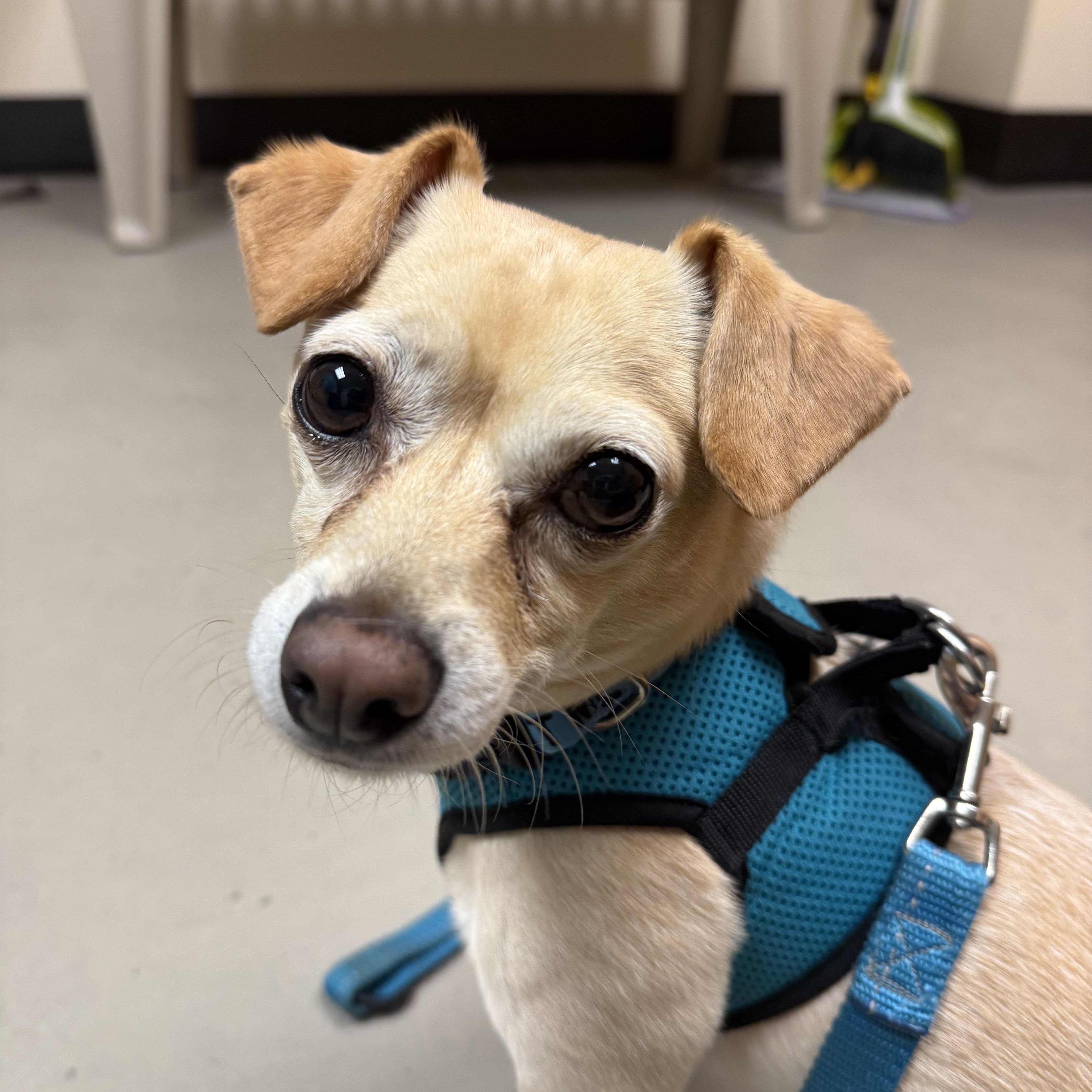 Lovey, an adoptable Chihuahua in Bellingham, WA, 98226 | Photo Image 1