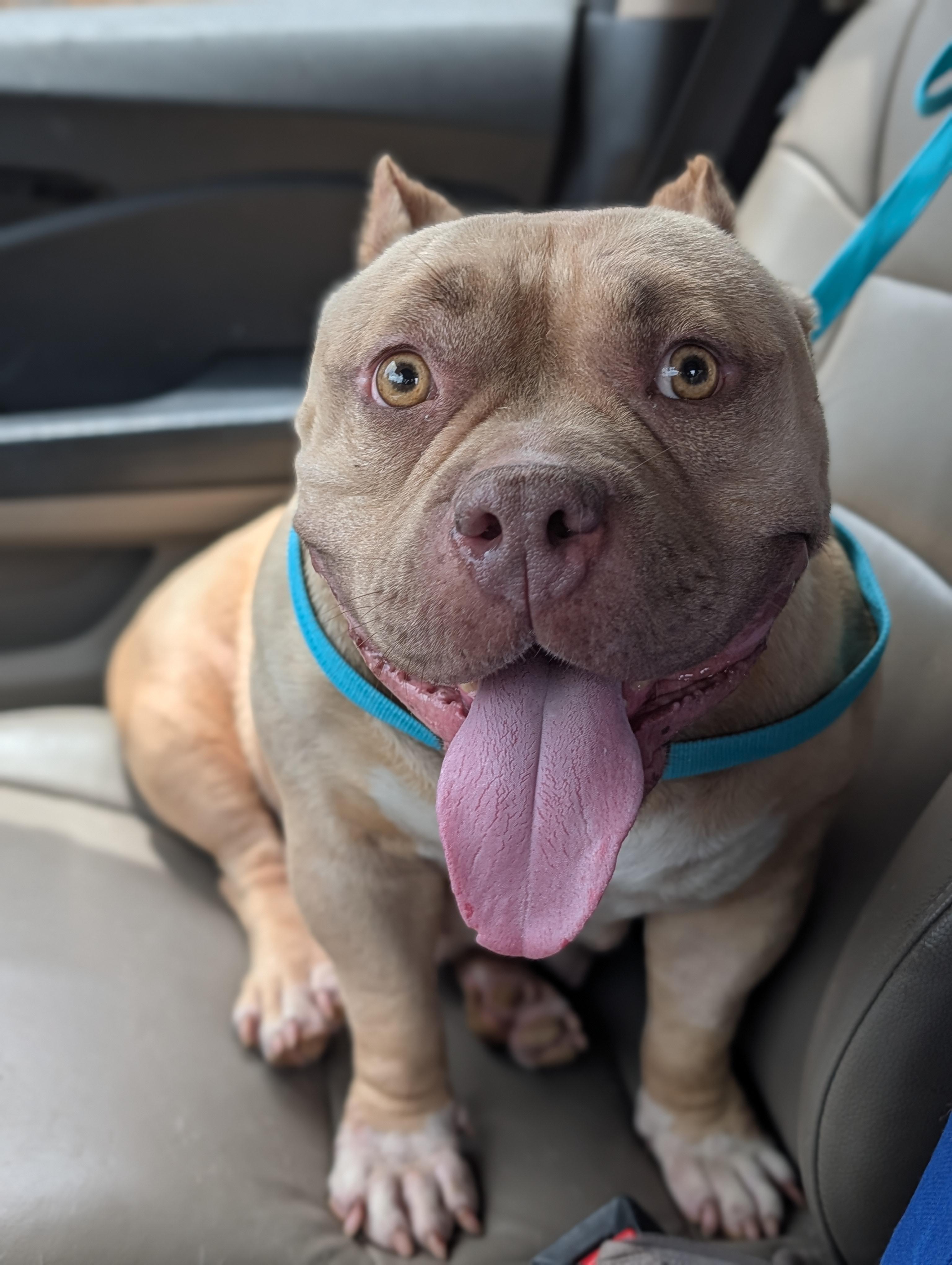 Lila, a Adoptable mixed breed in Baton Rouge, LA image 3/4