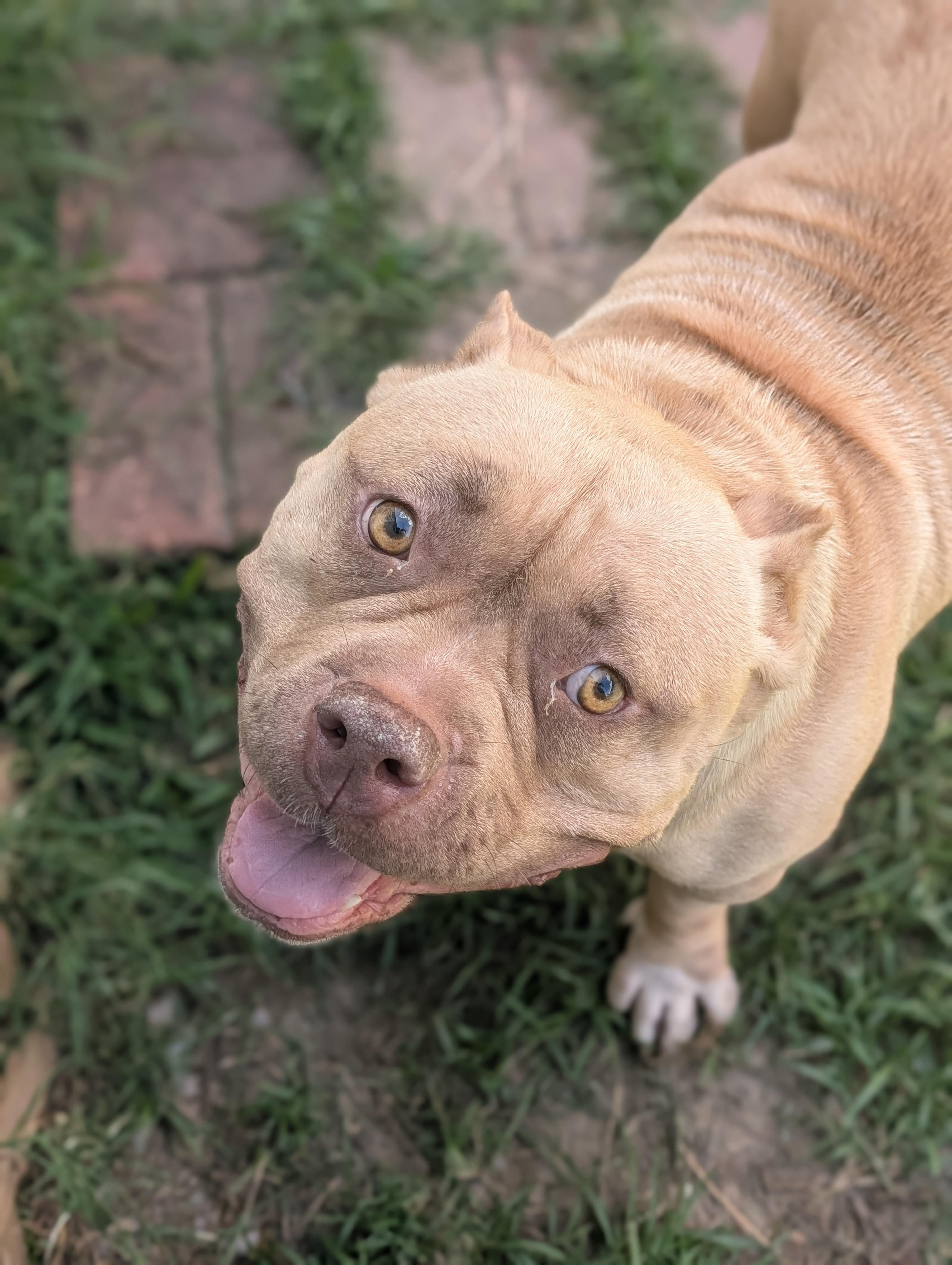 Lila, a Adoptable mixed breed in Baton Rouge, LA image 2/4