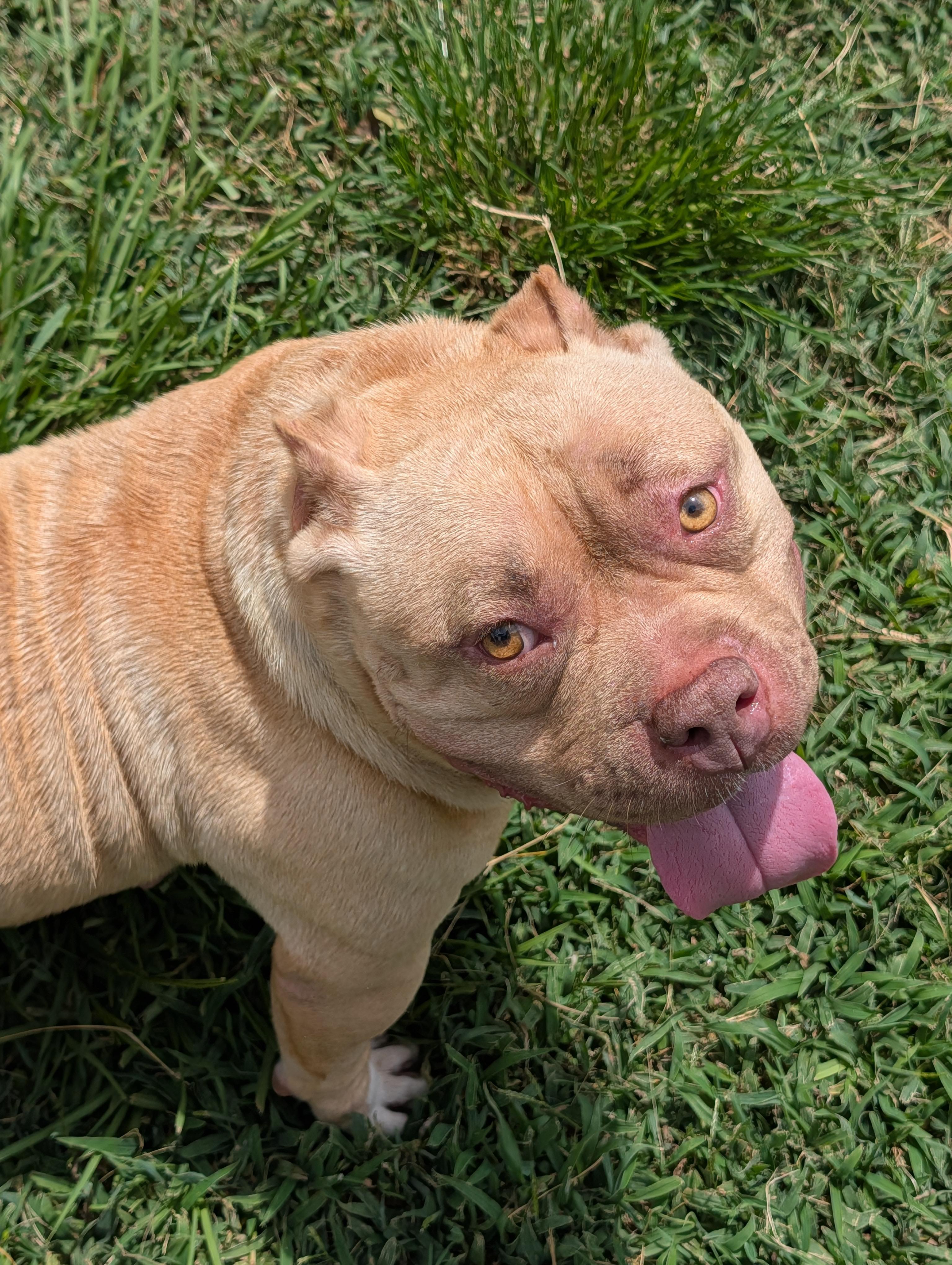 Lila, a Adoptable mixed breed in Baton Rouge, LA image 4/4