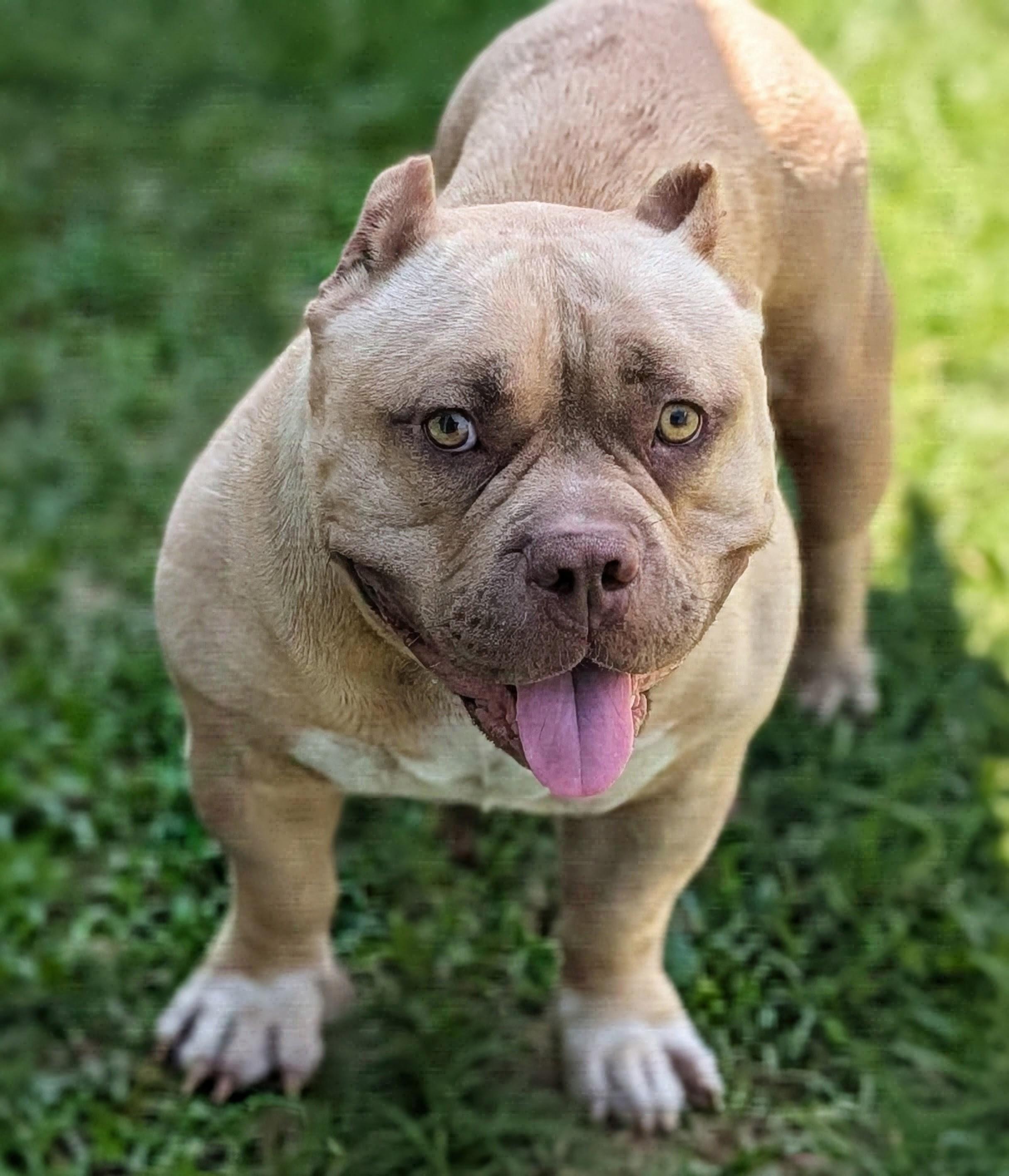 Lila, a Adoptable mixed breed in Baton Rouge, LA image 1/4