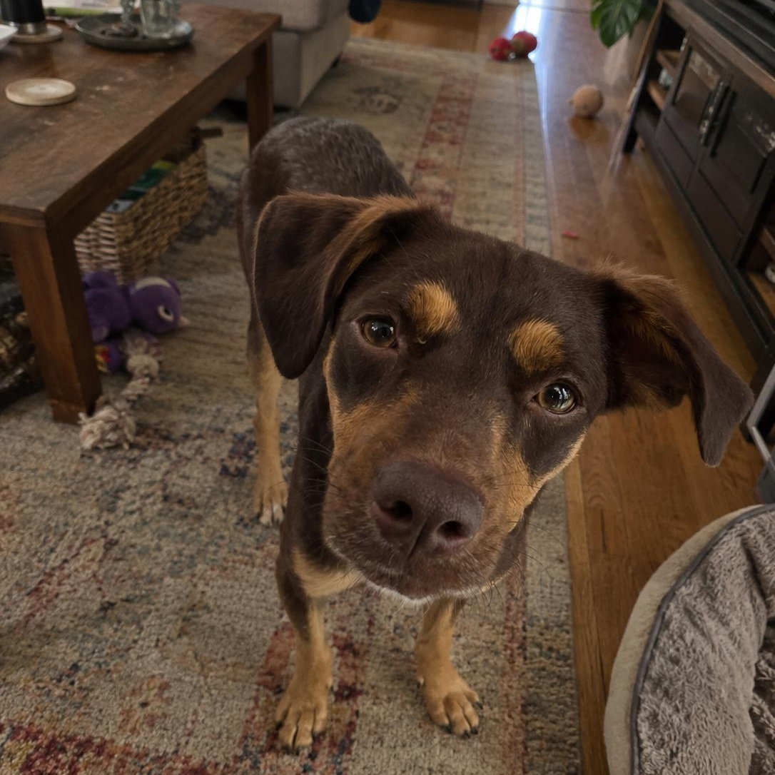Enlarge Brian, a Adoptable mixed breed in Encinitas, CA image 4/6
