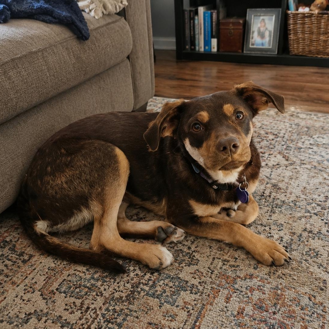 Enlarge Brian, a Adoptable mixed breed in Encinitas, CA image 3/6
