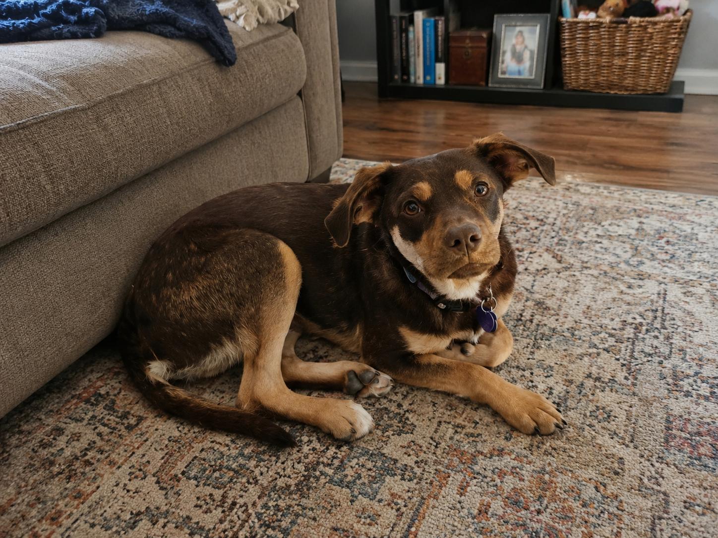 Brian, a Adoptable mixed breed in Encinitas, CA image 3/5