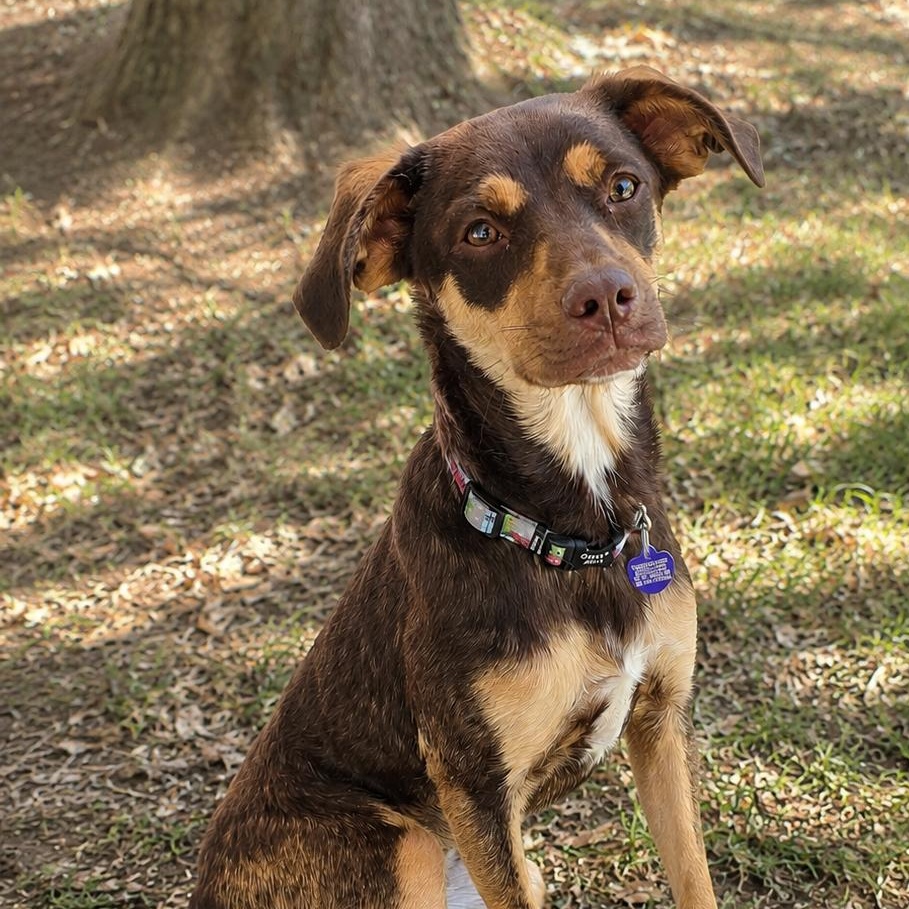 Brian, a Adoptable mixed breed in Encinitas, CA image 1/5
