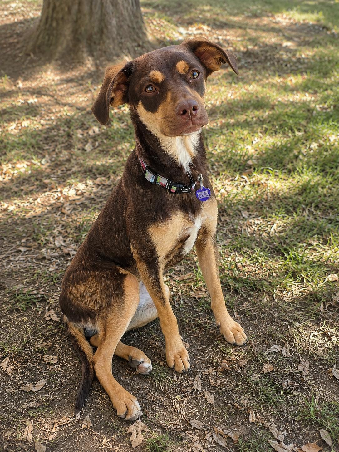 Brian, a Adoptable mixed breed in Encinitas, CA image 5/5