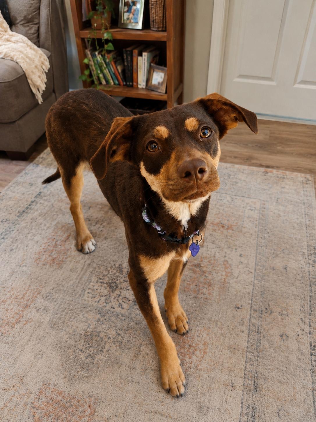 Brian, a Adoptable mixed breed in Encinitas, CA image 4/5