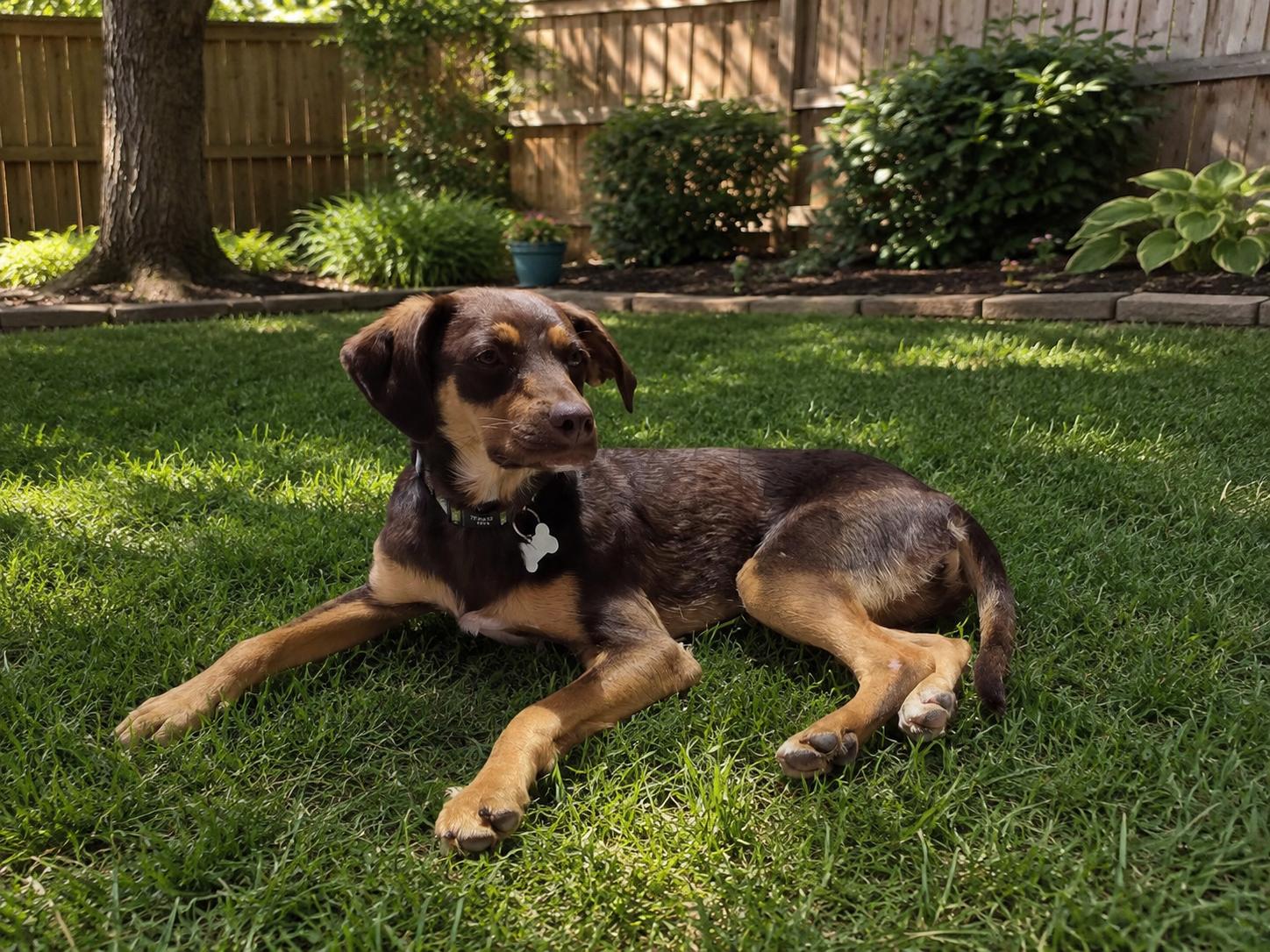 Enlarge Brian, a Adoptable mixed breed in Encinitas, CA image 6/6