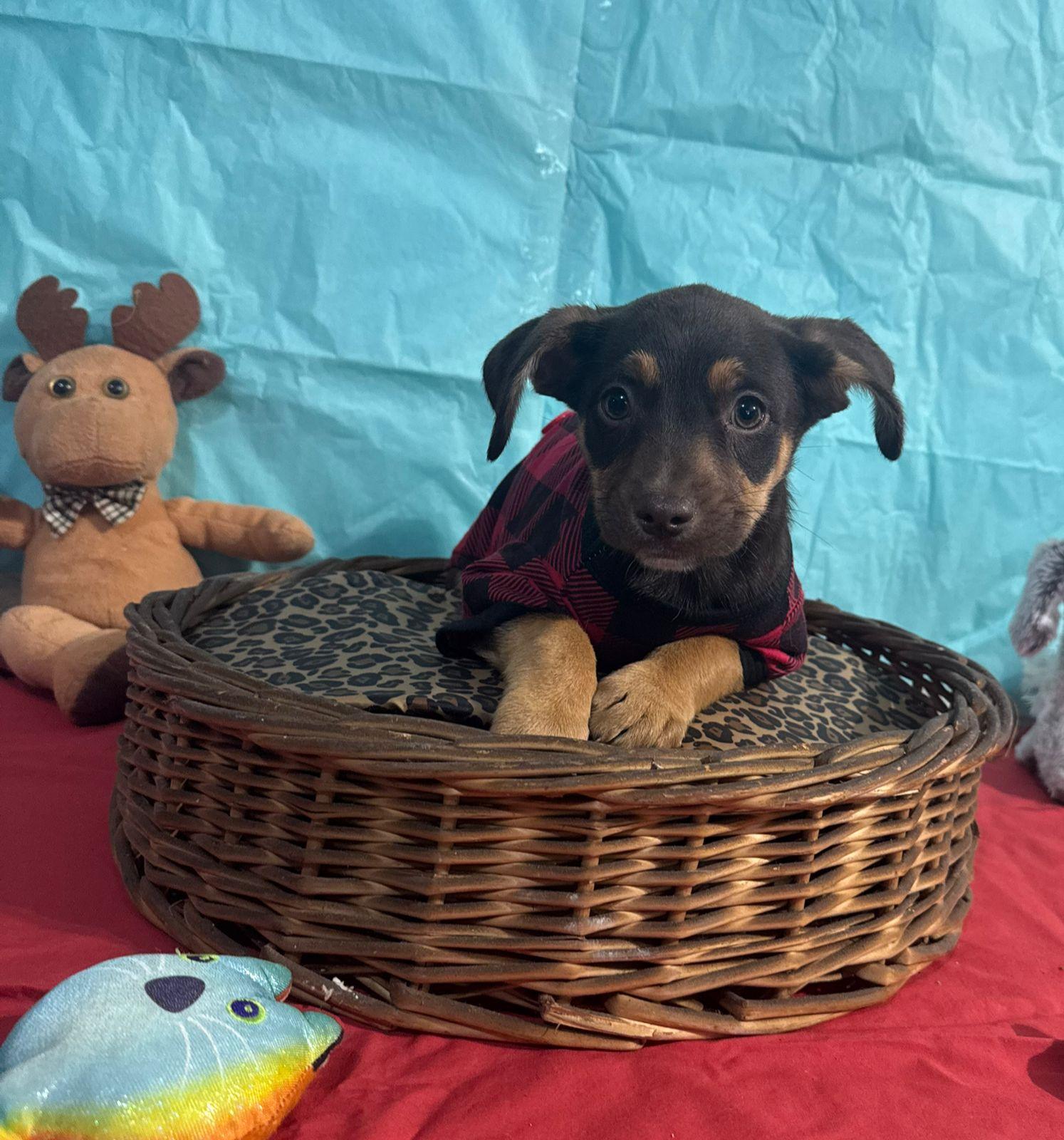 Brian, Adoptable, Puppy Male Terrier & Hound.