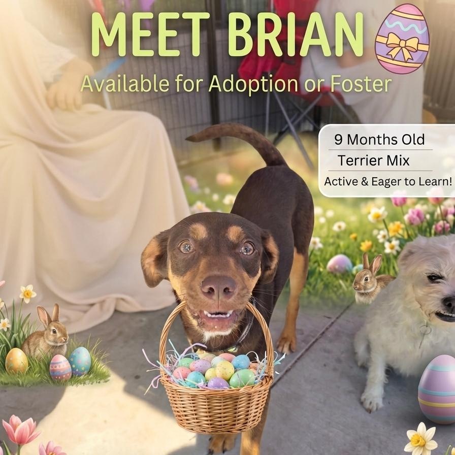 Brian, a Adoptable mixed breed in Encinitas, CA image 1/2