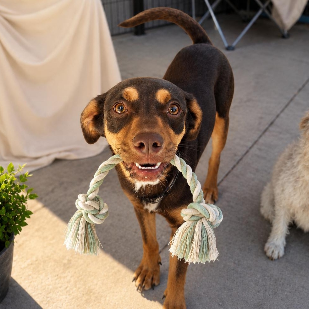 Brian, a Adoptable mixed breed in Encinitas, CA image 2/5