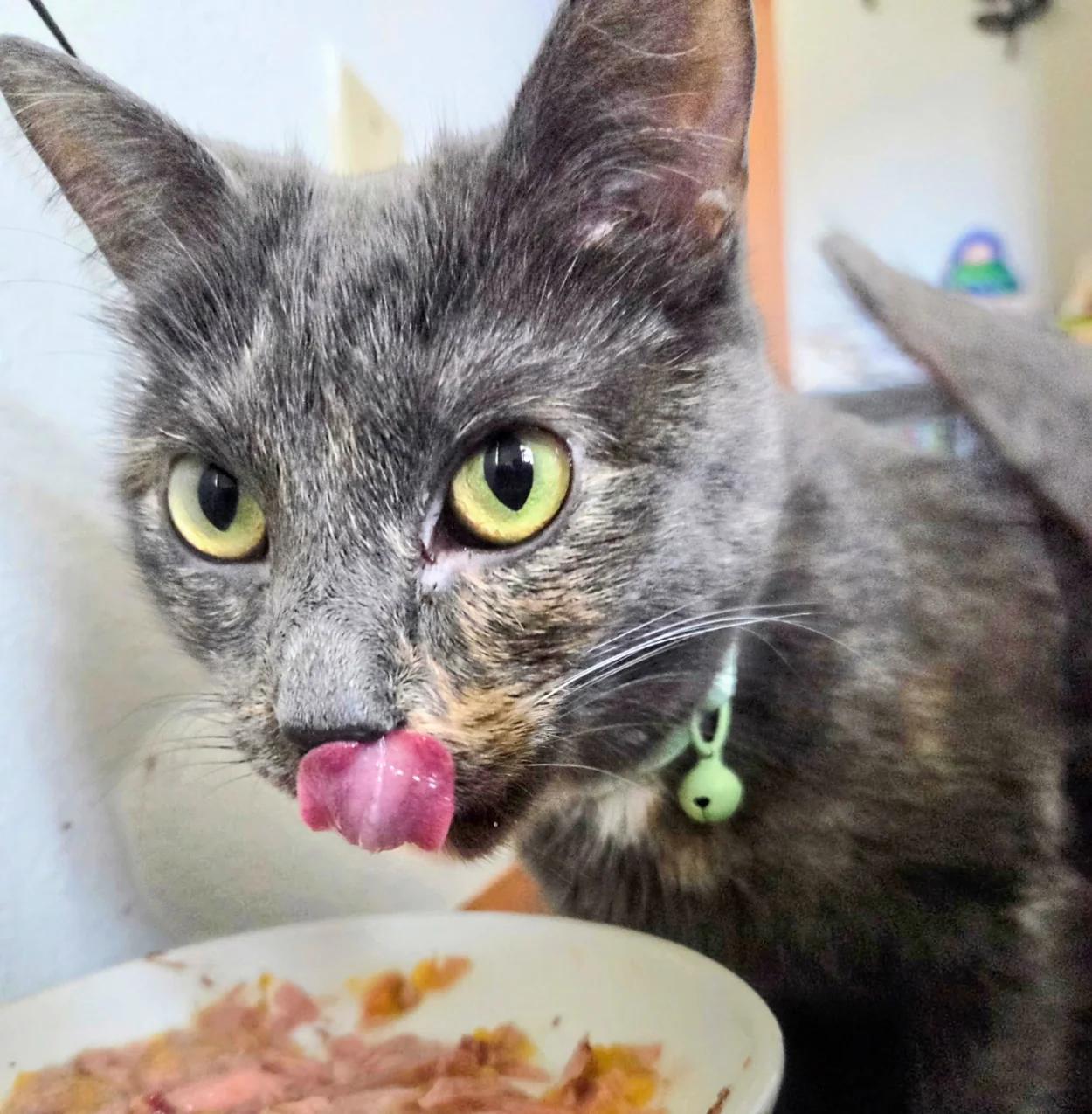 Enlarge Boba, a Adoptable American Shorthair in Waverly, IA image 3/4