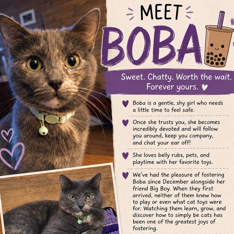 Enlarge Boba, a Adoptable American Shorthair in Waverly, IA image 1/4