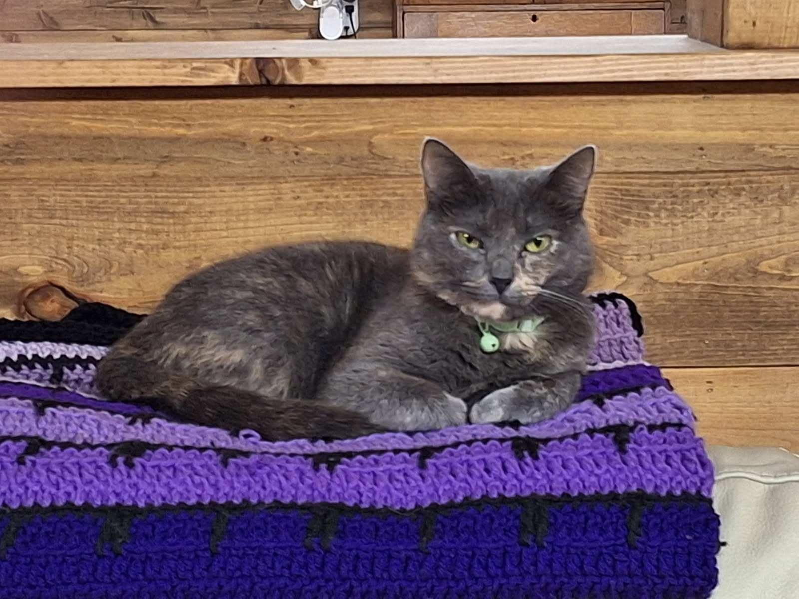 Enlarge Boba, a Adoptable American Shorthair in Waverly, IA image 4/4