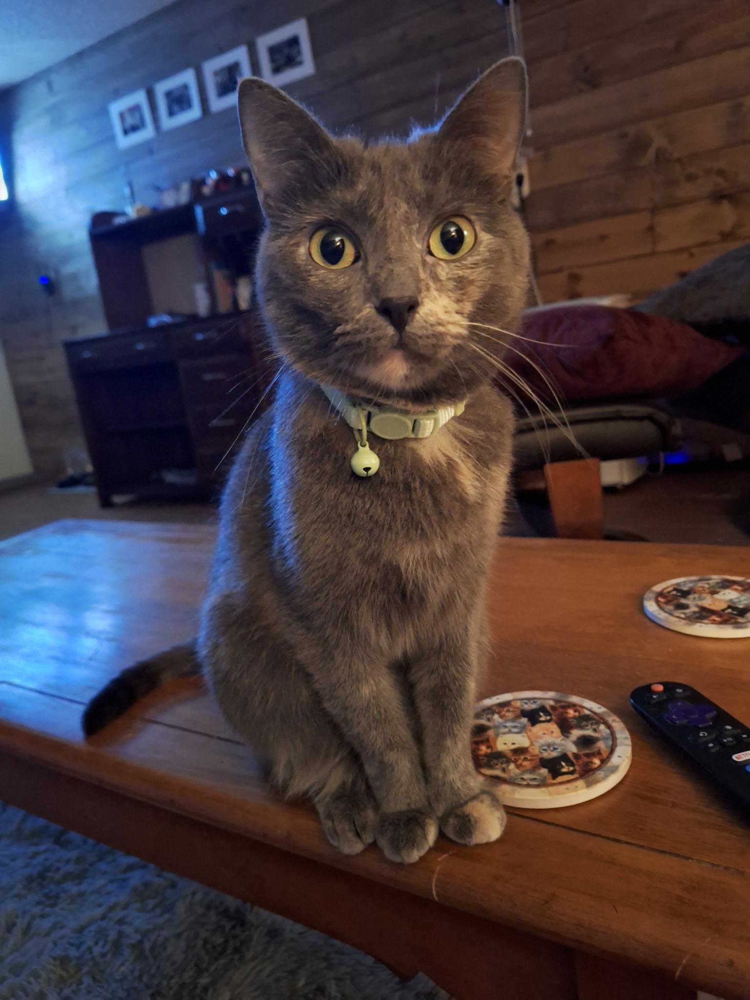 Enlarge Boba, a Adoptable American Shorthair in Waverly, IA image 2/4