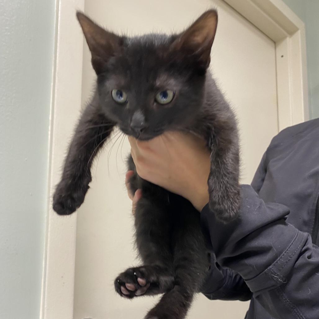 Emerald, Adoptable, Kitten Male Domestic Short Hair.