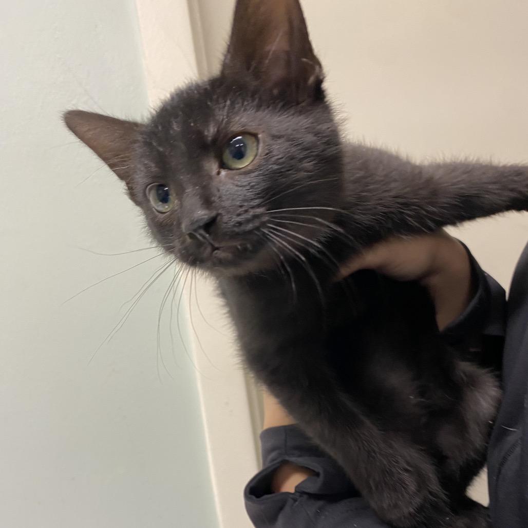 Enlarge Emerald, a Adoptable Domestic Short Hair in Waldorf, MD image 2/2