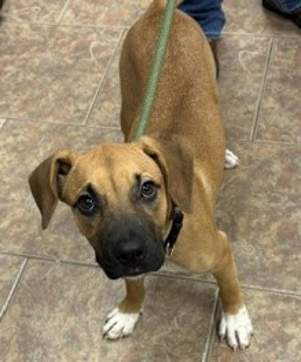 Enlarge Gretchen, a Adoptable mixed breed in Littleton, CO image 1/1