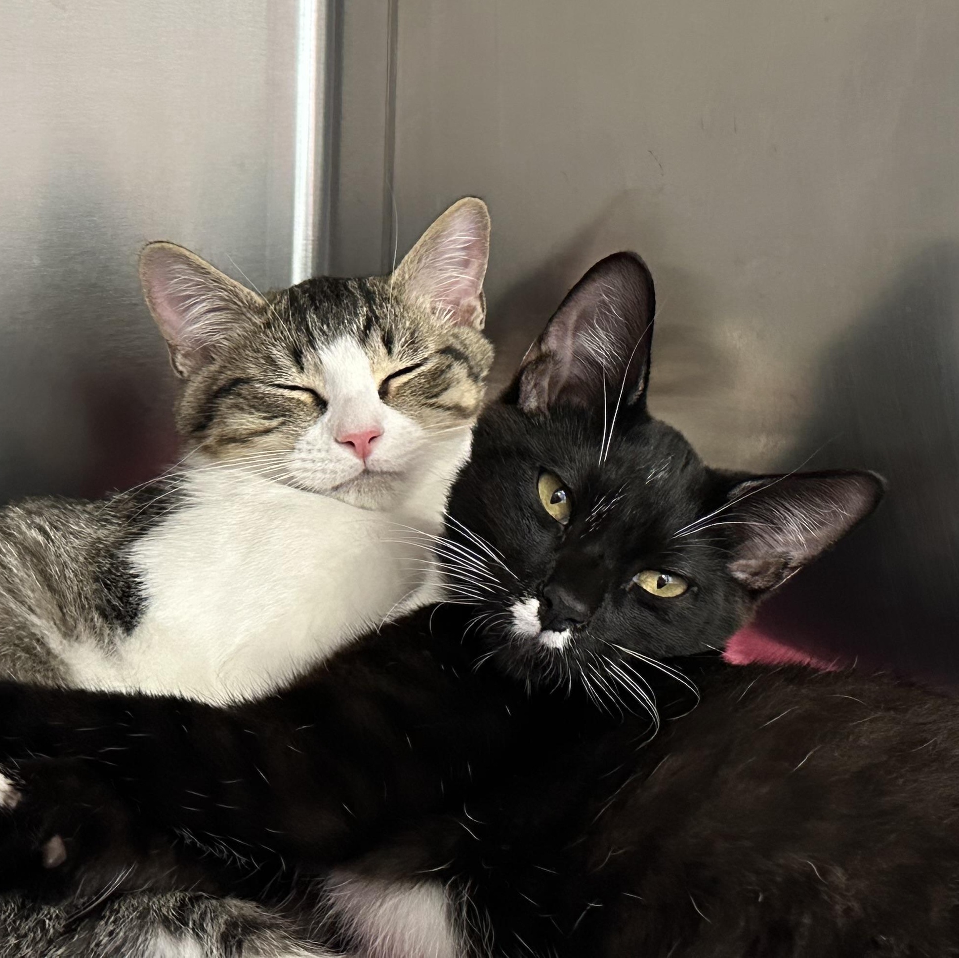 Coquito & Modelo - Adorable Duo, Adoptable, Kitten Male Domestic Short Hair.