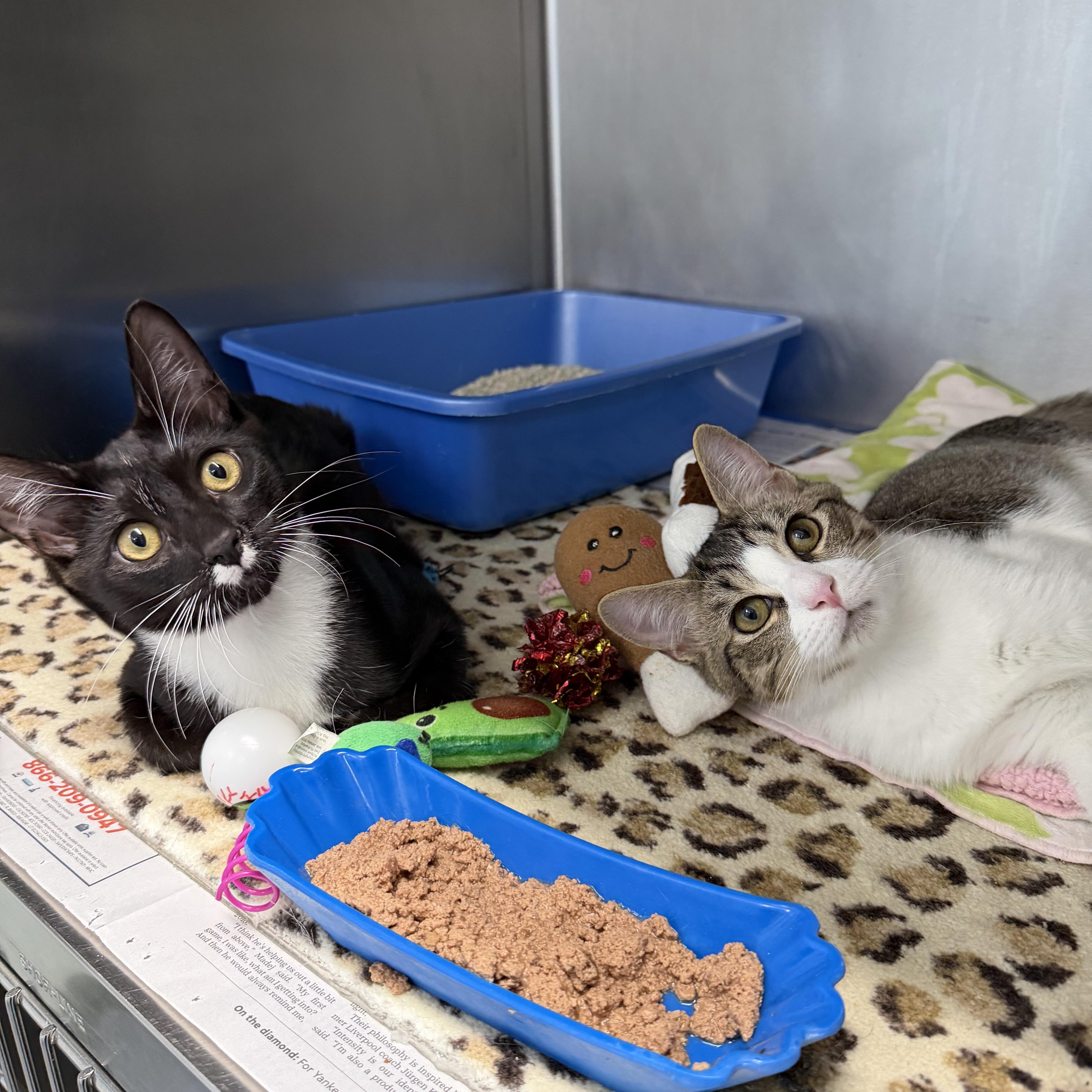Enlarge Coquito & Modelo - Adorable Duo, a Adoptable Domestic Short Hair in Clifton, NJ image 6/6