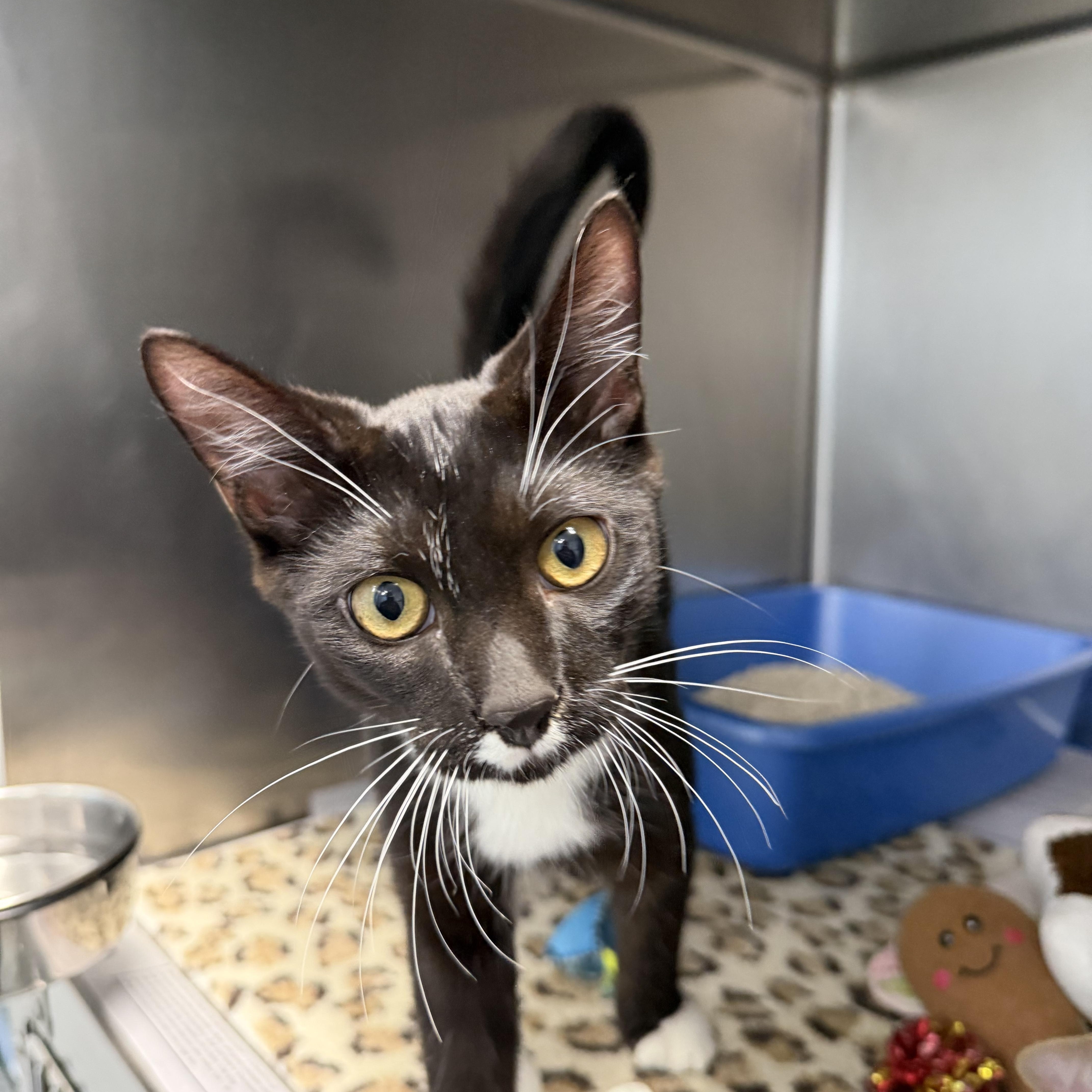 Enlarge Coquito & Modelo - Adorable Duo, a Adoptable Domestic Short Hair in Clifton, NJ image 5/6
