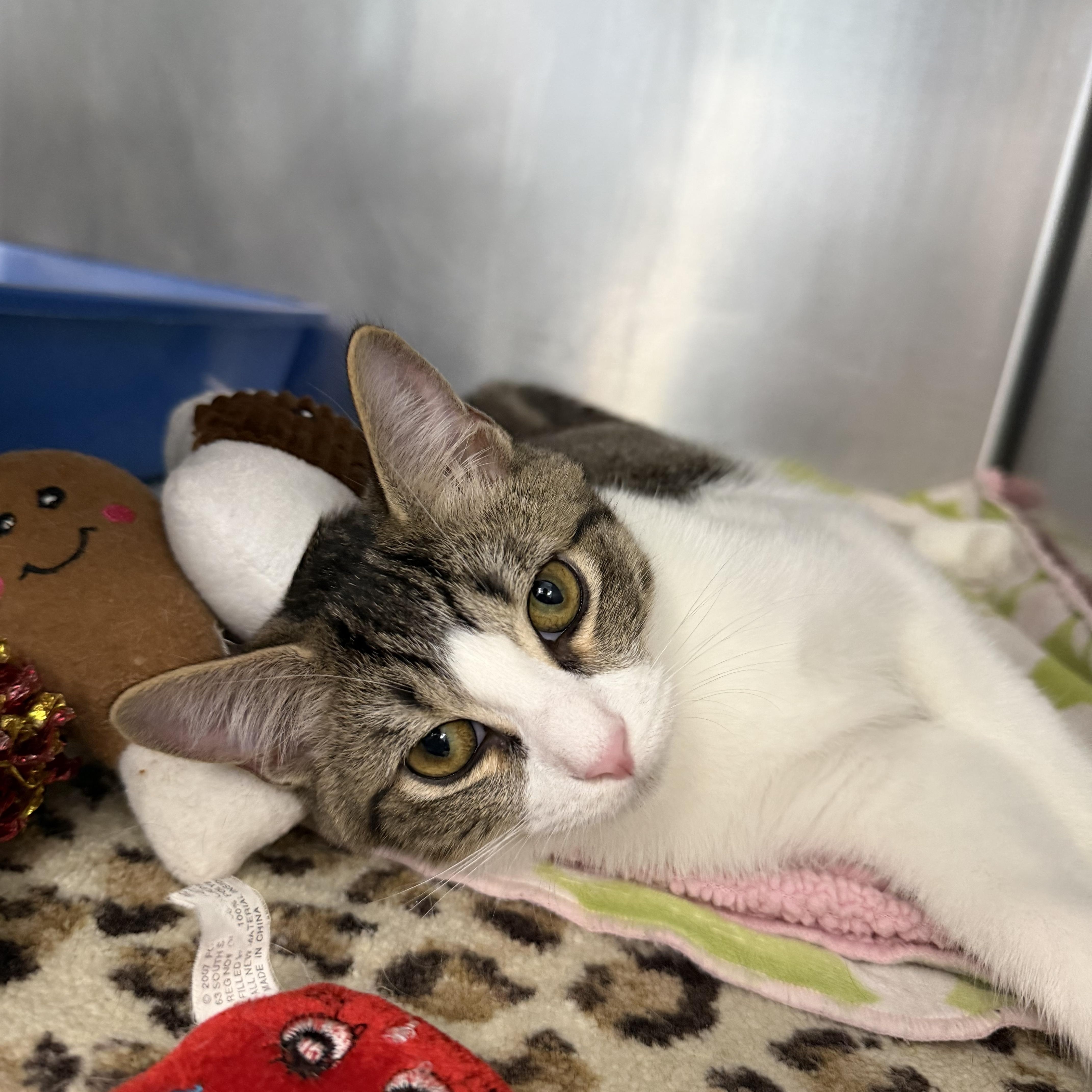 Enlarge Coquito & Modelo - Adorable Duo, a Adoptable Domestic Short Hair in Clifton, NJ image 4/6
