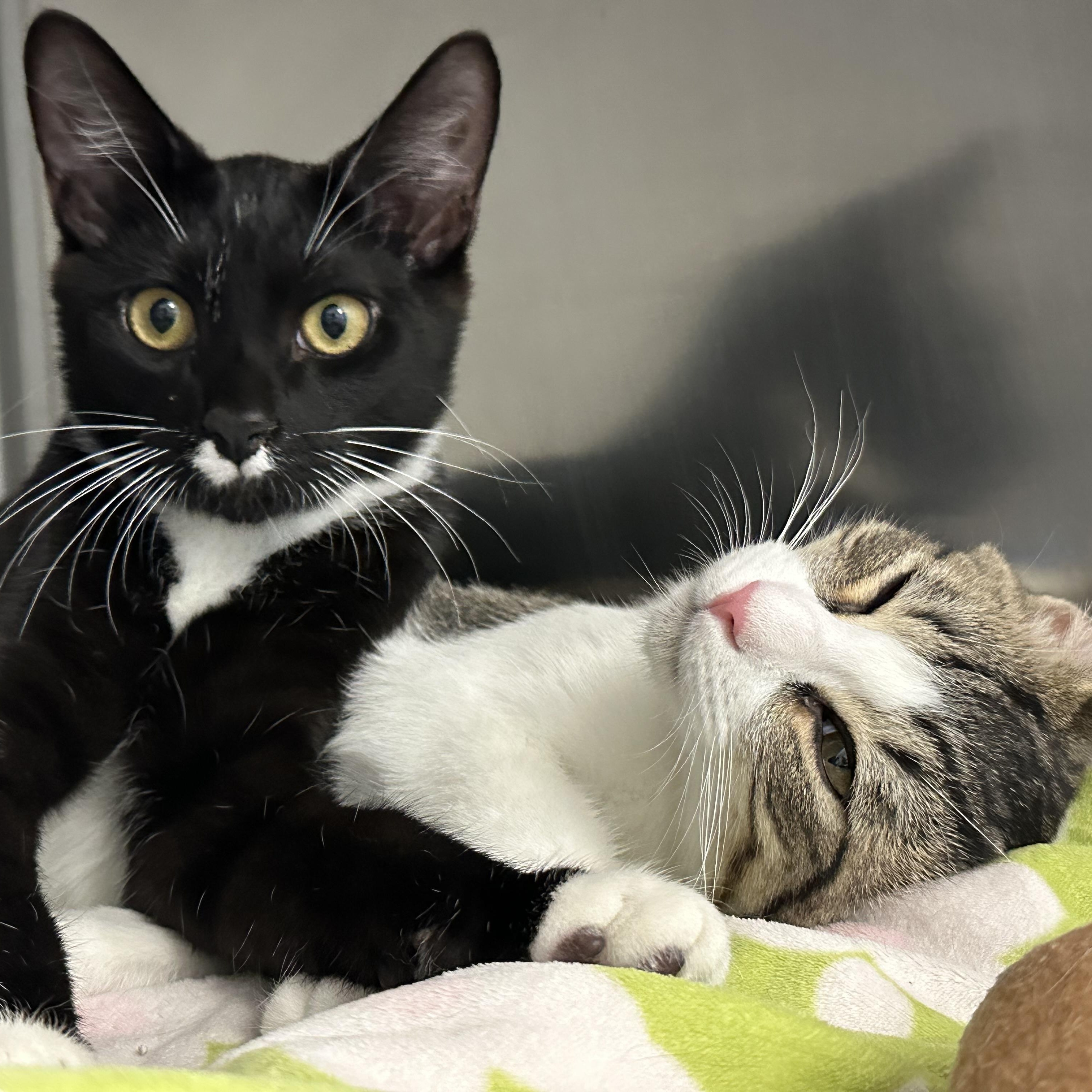 Enlarge Coquito & Modelo - Adorable Duo, a Adoptable Domestic Short Hair in Clifton, NJ image 3/6