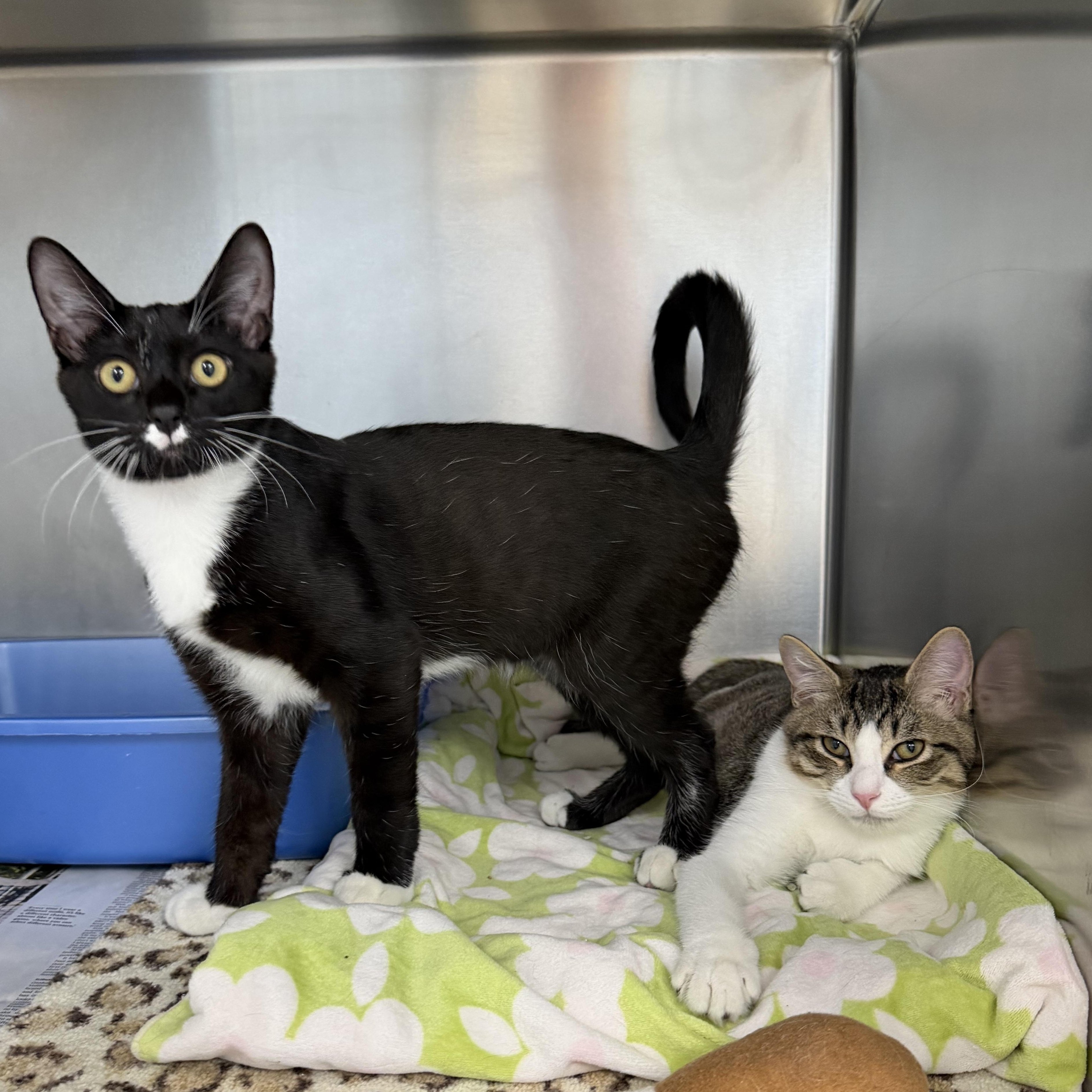 Enlarge Coquito & Modelo - Adorable Duo, a Adoptable Domestic Short Hair in Clifton, NJ image 2/6