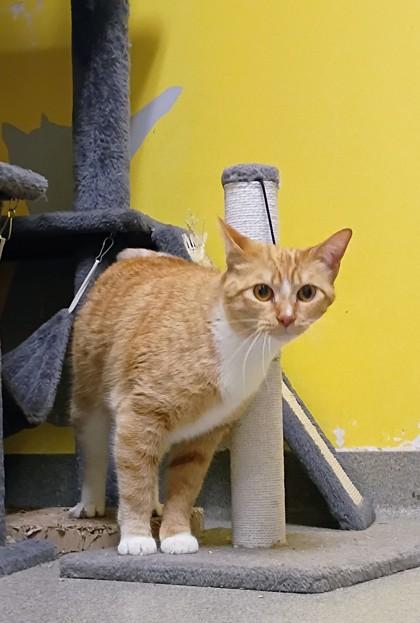 Enlarge Maple, a Adoptable mixed breed in Beatrice, NE image 1/1