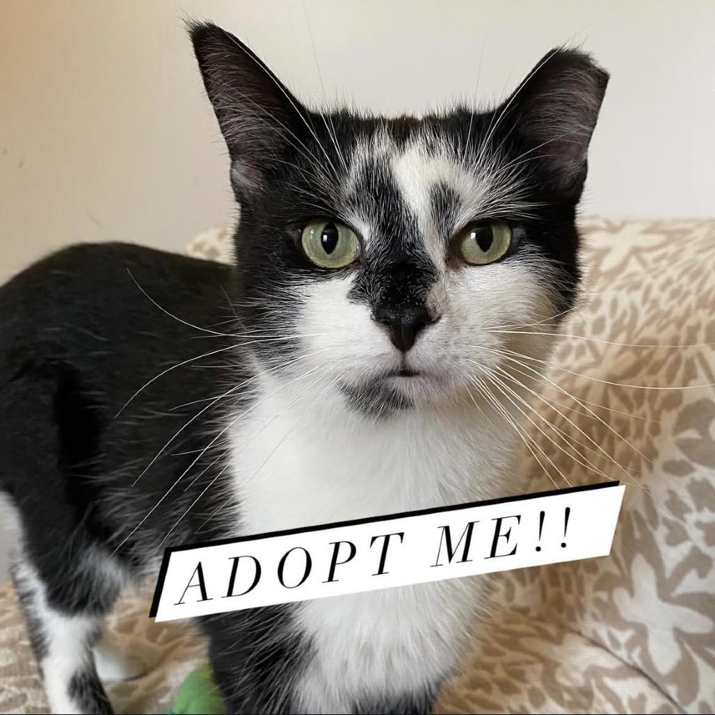 Enlarge Oswalt, a Adoptable Domestic Short Hair in Panama City Beach, FL image 1/1