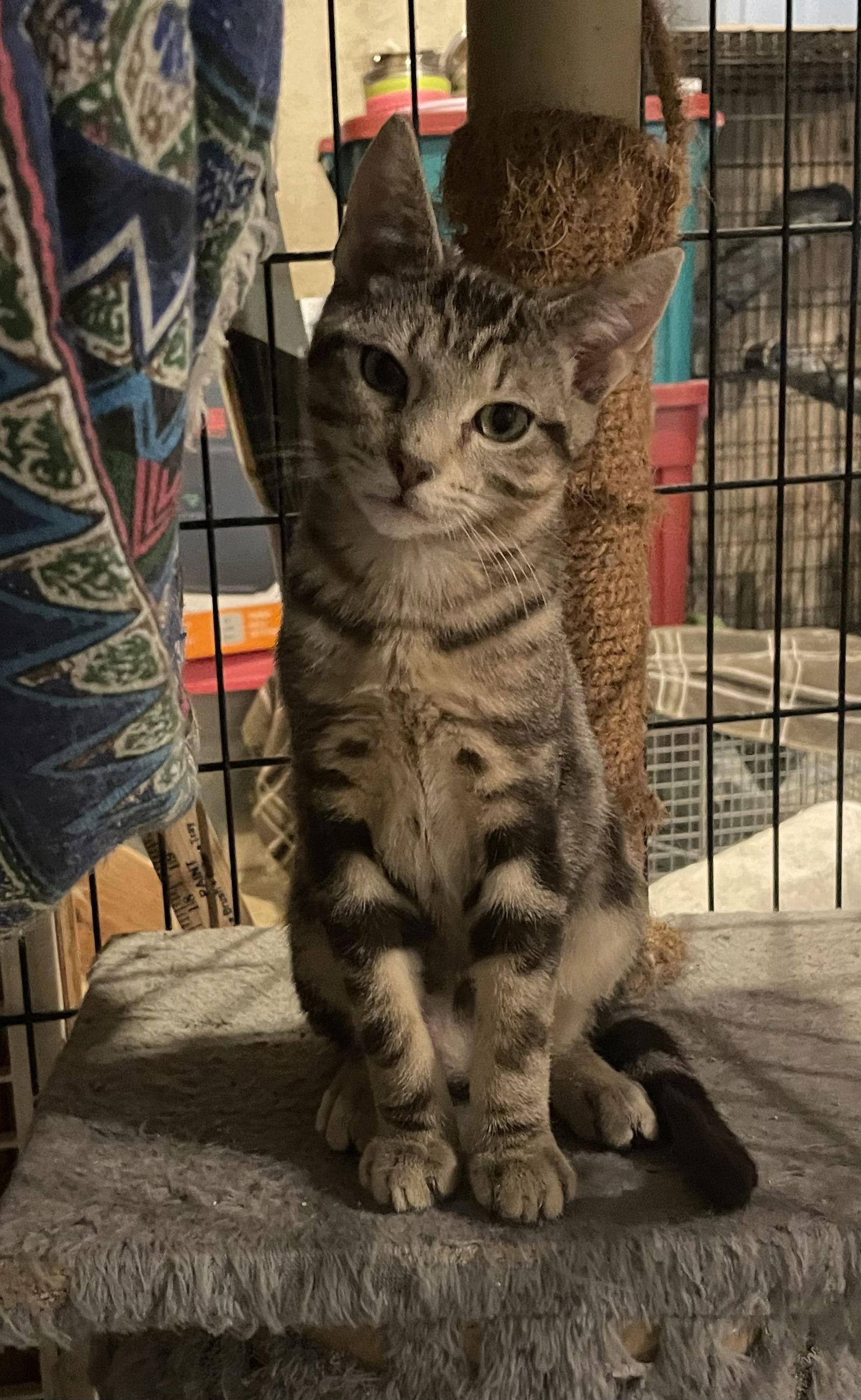 Cheeto, Adoptable, Young Male Domestic Short Hair.