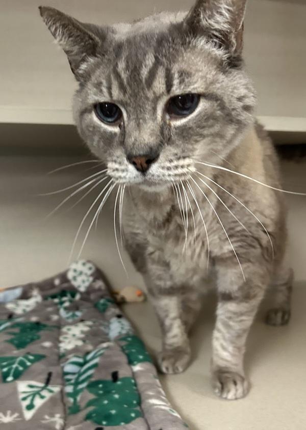 Tobias-In Foster, Adoptable, Adult Male Domestic Short Hair.