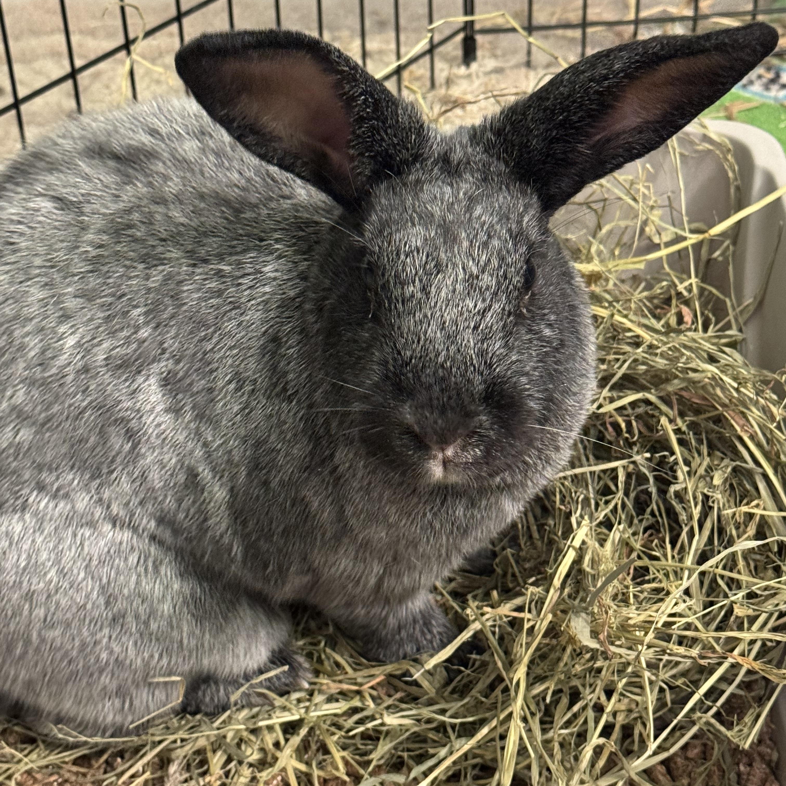 Charlotte, a ADOPTABLE Champagne D'Argent in Hillside, NJ image 2/3