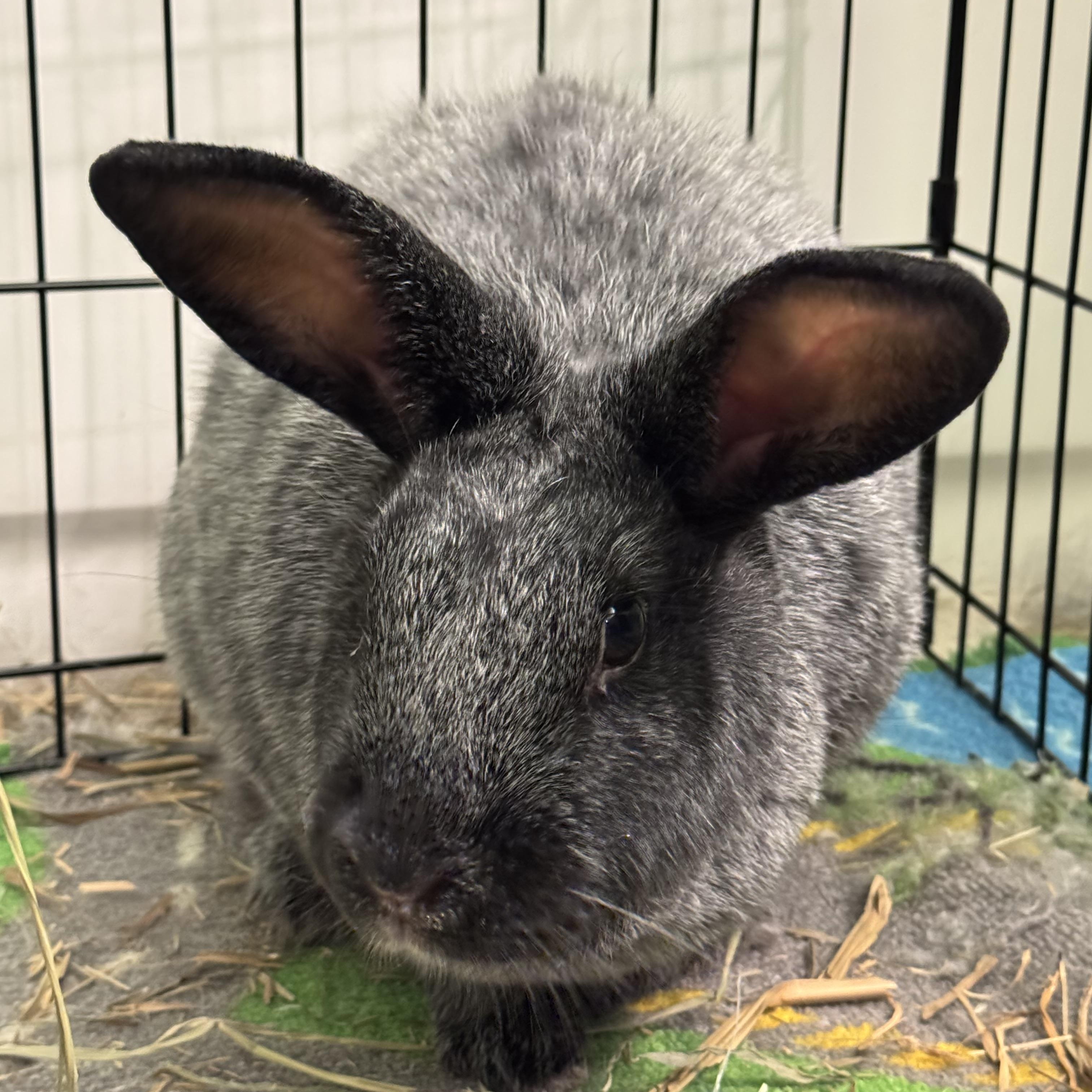 Charlotte, a ADOPTABLE Champagne D'Argent in Hillside, NJ image 3/3