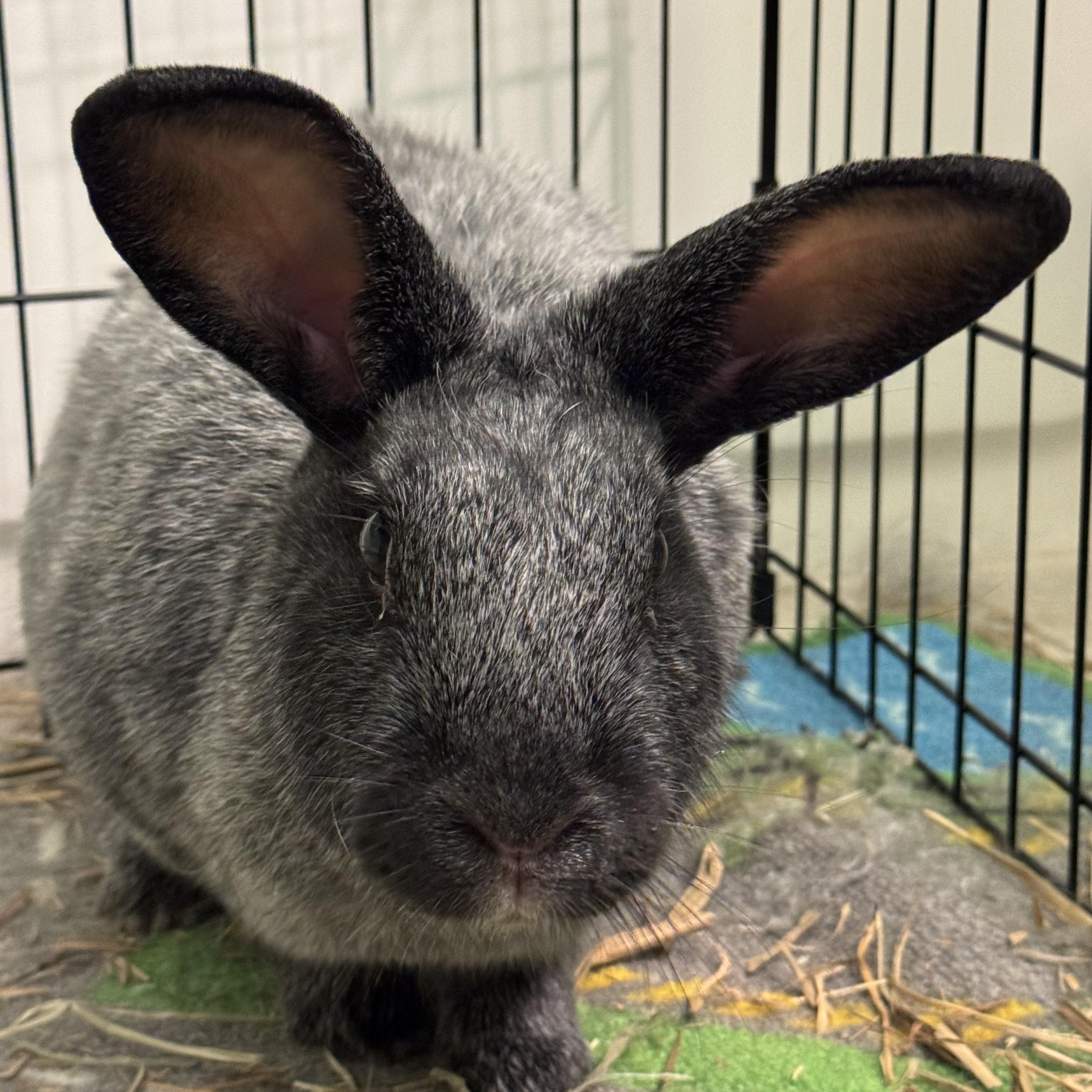 Charlotte, a ADOPTABLE Champagne D'Argent in Hillside, NJ image 1/3