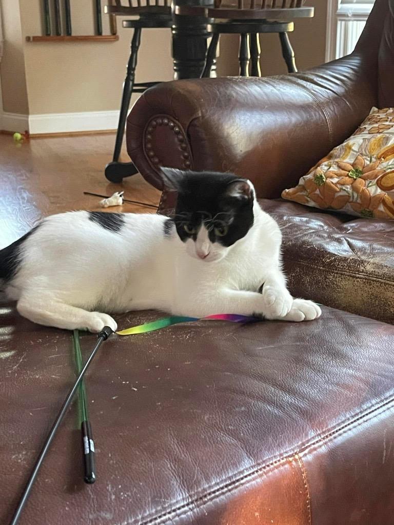 Allegro, Adoptable, Young Female Domestic Short Hair.