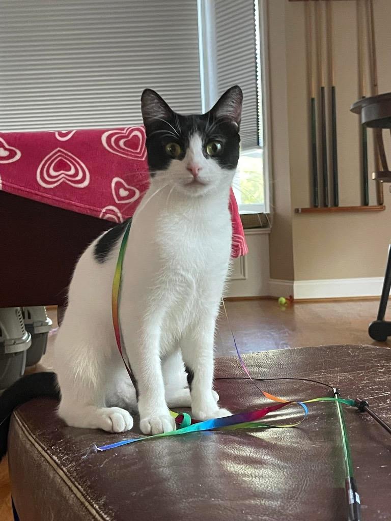 Enlarge Allegro, a Adoptable Domestic Short Hair in Augusta, GA image 2/6