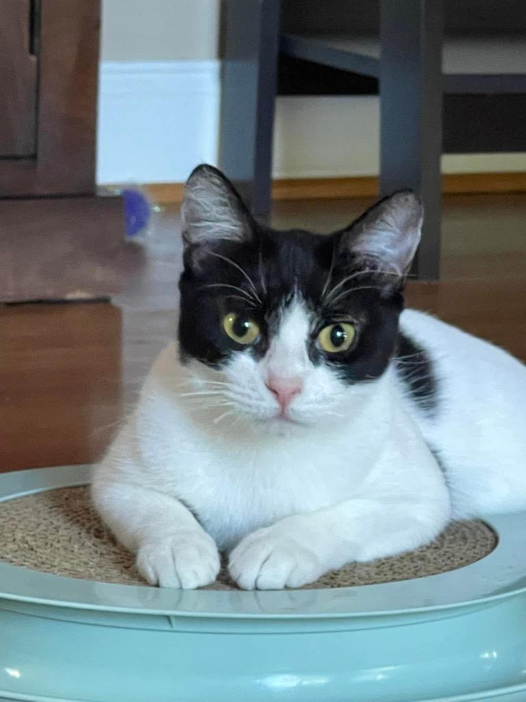 Enlarge Allegro, a Adoptable Domestic Short Hair in Augusta, GA image 3/6