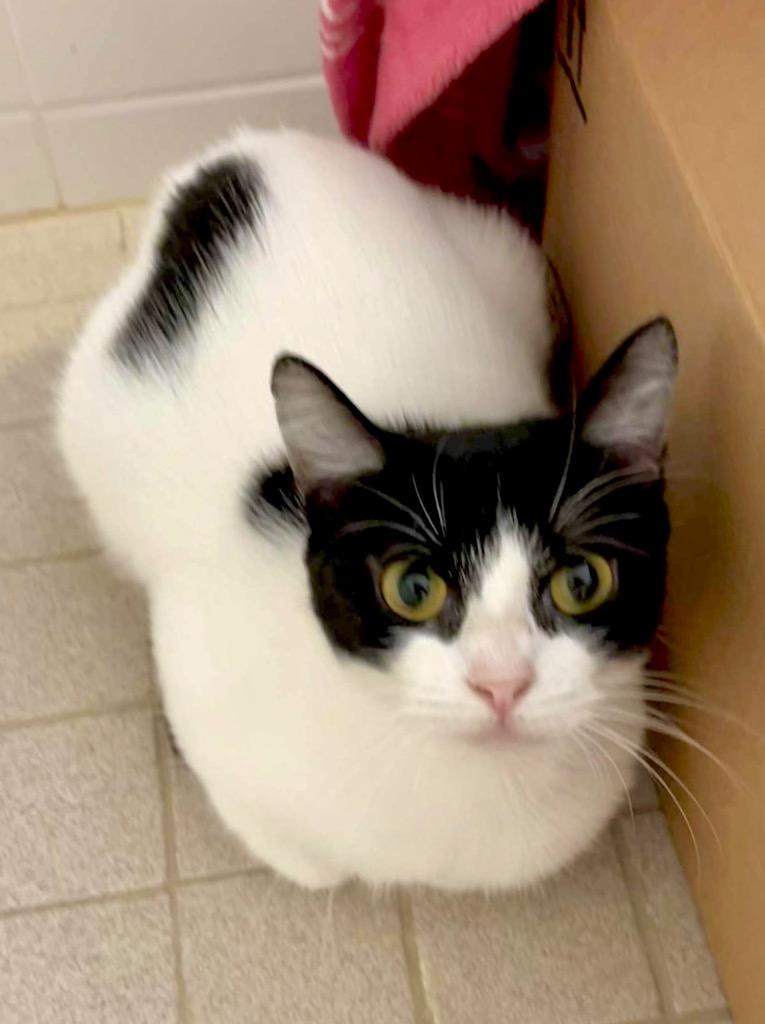 Enlarge Allegro, a Adoptable Domestic Short Hair in Augusta, GA image 4/6