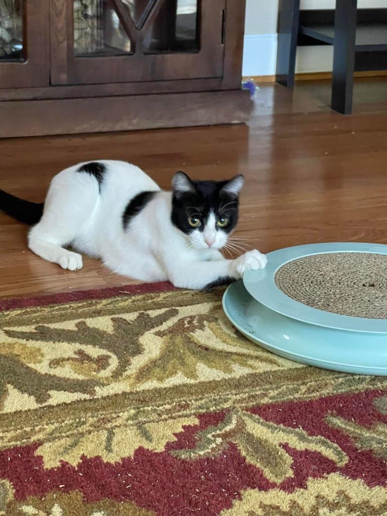 Enlarge Allegro, a Adoptable Domestic Short Hair in Augusta, GA image 5/6