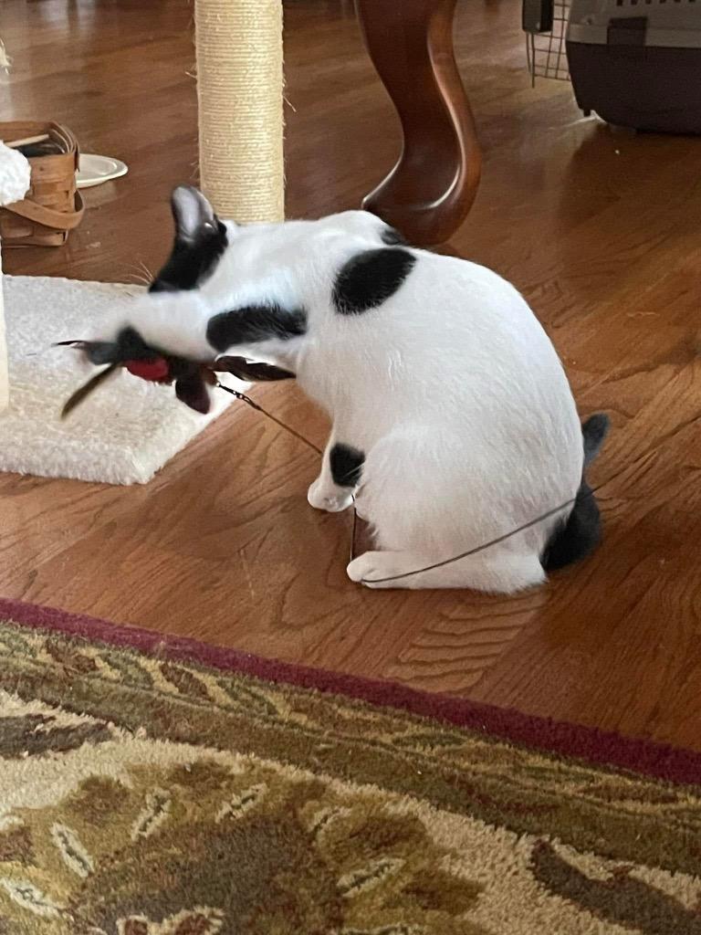 Enlarge Allegro, a Adoptable Domestic Short Hair in Augusta, GA image 6/6