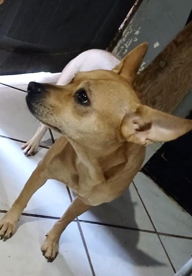 Enlarge Cloe (4), a Adoptable mixed breed in Mexicali, BCN image 4/6