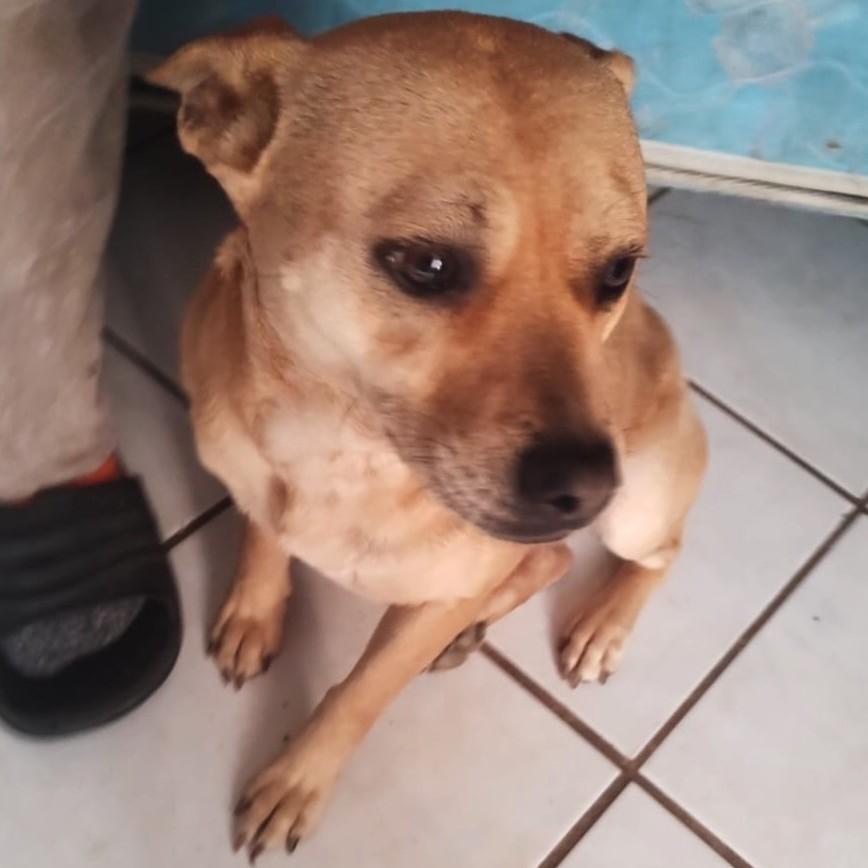 Cloe (4), Adoptable, Adult Female Terrier.