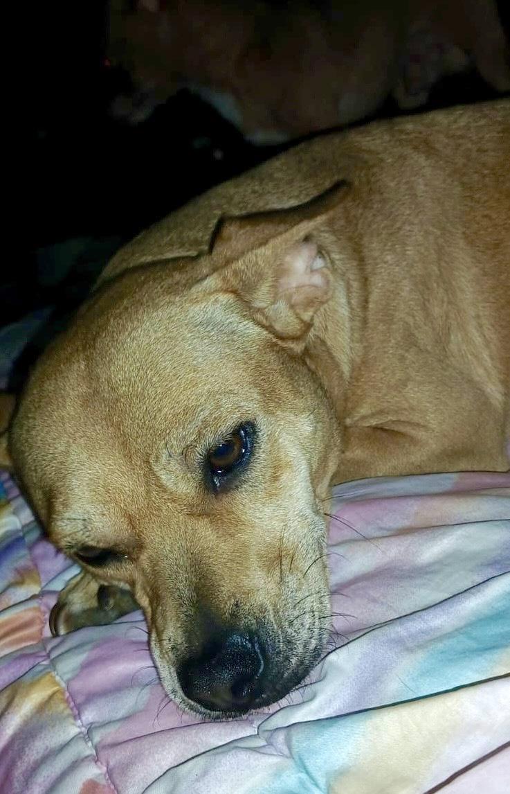 Enlarge Cloe (4), a Adoptable mixed breed in Mexicali, BCN image 3/6