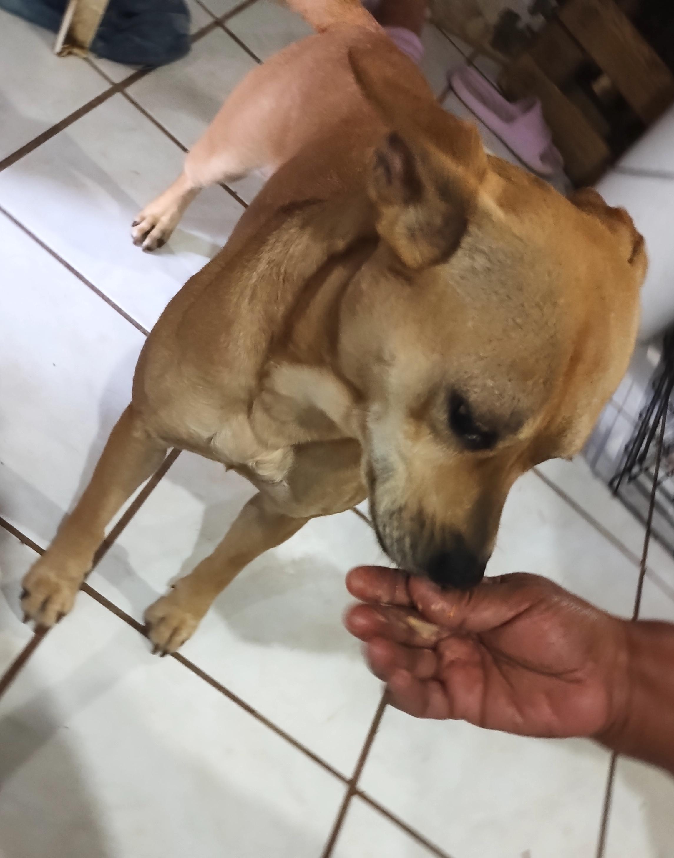 Cloe (4), a Adoptable mixed breed in Mexicali, BCN image 5/6