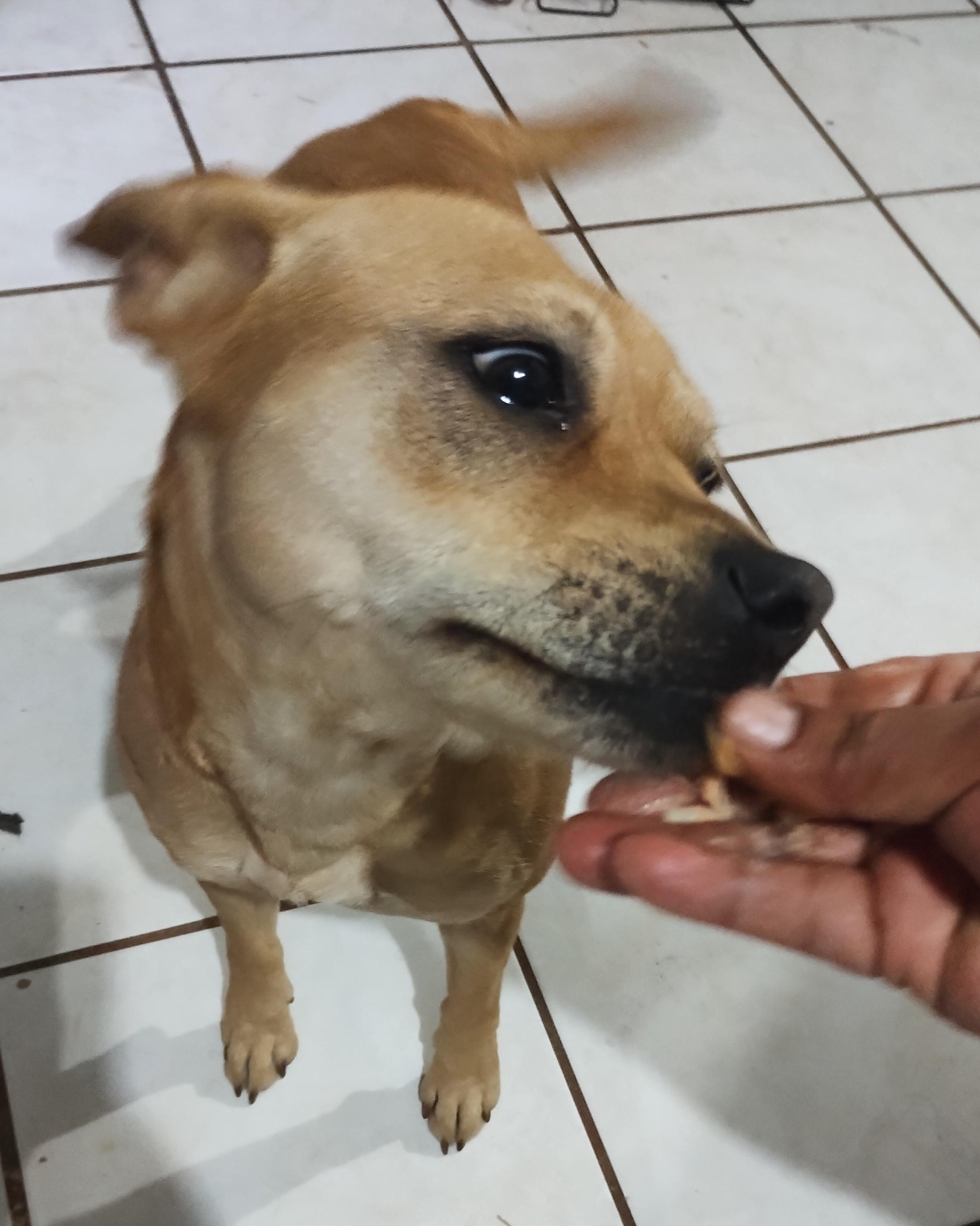 Cloe (4), an adoptable Mixed Breed in Mexicali, BCN, 21280 | Photo Image 1