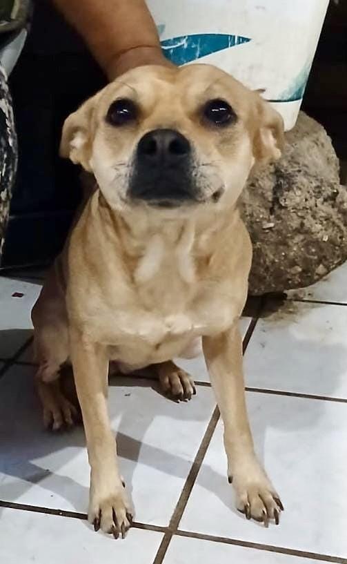 Enlarge Cloe (4), a Adoptable mixed breed in Mexicali, BCN image 2/6