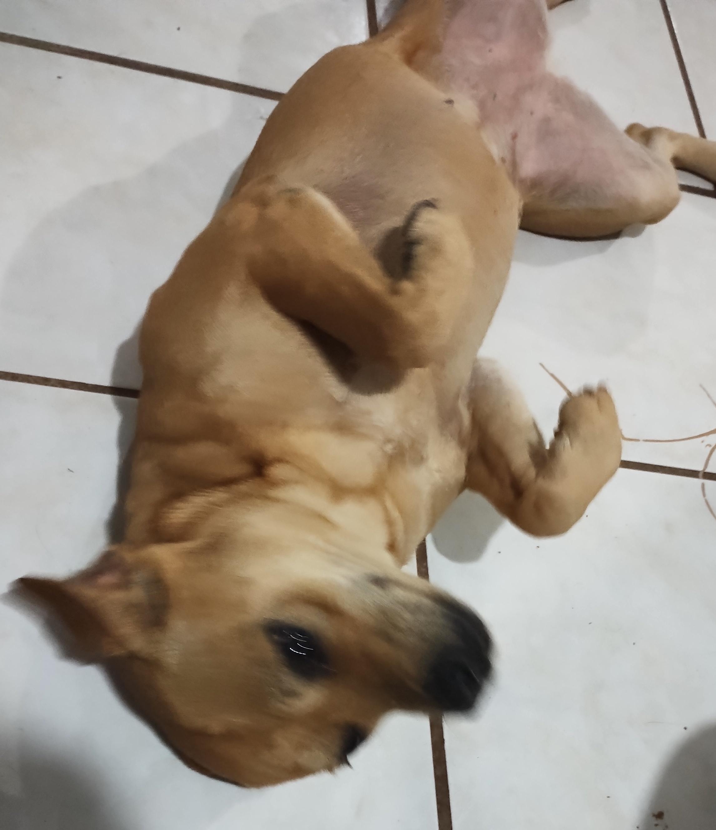 Cloe (4), an adoptable Mixed Breed in Mexicali, BCN, 21280 | Photo Image 3