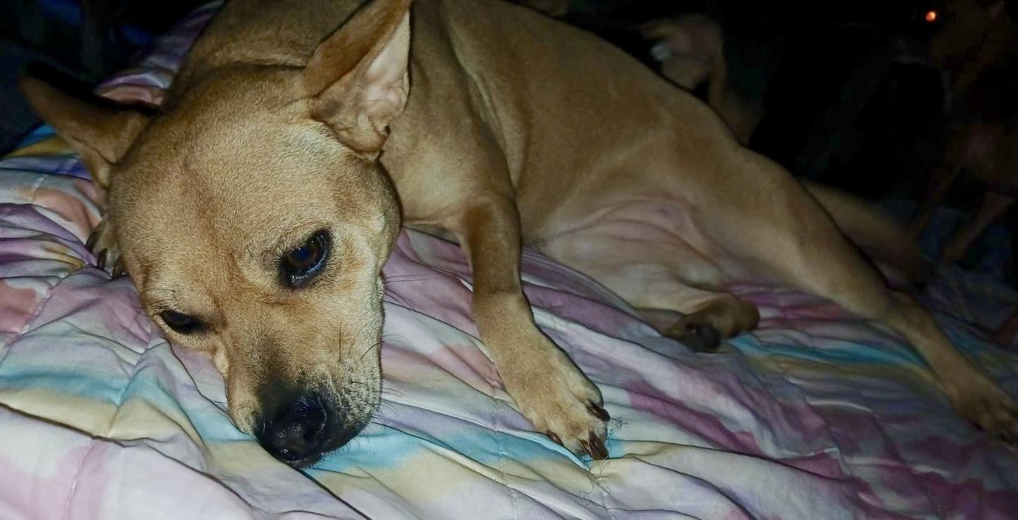 Enlarge Cloe (4), a Adoptable mixed breed in Mexicali, BCN image 5/6